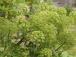 Andělika lékařská - Archangelica officinalis