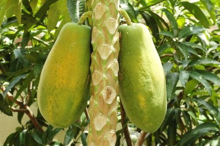 Papaja Carica Papaya Salviaparadise Cz