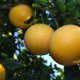 Grep - Citrus paradisi