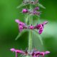 Čistec lesní - Stachys sylvatica