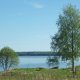 Bříza bělokorá - Betula pendula