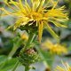 Oman pravý - Inula helenium