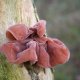 Jidášovo ucho - Hirneola auricula judae