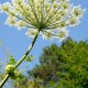 Andělika lékařská - Archangelica officinalis