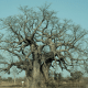 Baobab - Adansonia digitata