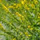 Řepík lékařský - Agrimonia eupatoria