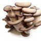 Hlíva ústřičná - Pleurotus ostreatus