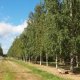 Bříza bělokorá - Betula pendula