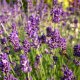 Levandule lékařská - Lavandula angustifolia