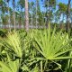 Saw palmetto - Serenoa repens