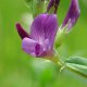 Alfalfa - Vojtěška - Medicago sativa