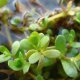 Bacopa monnieri - Brahmi