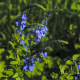 Rozrazil lékařský - Veronica officinalis