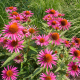 Echinacea purpurea - třapatka