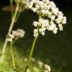 Kozlík lékařský - Valeriana officinalis