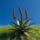 Aloe kapská - Aloe capensis