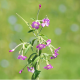 Vrbovka malokvětá - Epilobium parviflorum