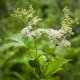 Tužebník jilmový - Filipendula ulmaria