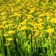 Pampeliška lékařská - Taraxacum officinale