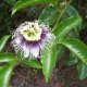 Maracuja - Passiflora edulis