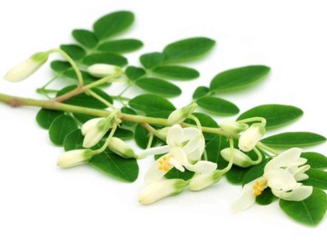 Moringa olejodárná - Moringa oleifera