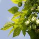 Chmel otáčivý - Humulus lupulus