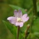 Vrbovka malokvětá - Epilobium parviflorum