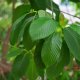 Kratom - Mitragyna speciosa