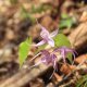 Škornice šípolistá - Epimedium sagittatum