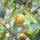 Muškátovník vonný - Myristica fragrans