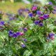 Plicník lékařský - Pulmonaria officinalis