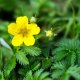 Mochna husí - Potentilla anserina