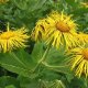 Oman pravý - Inula helenium