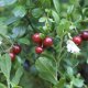 Brusinka - Vaccinium vitis-idaea